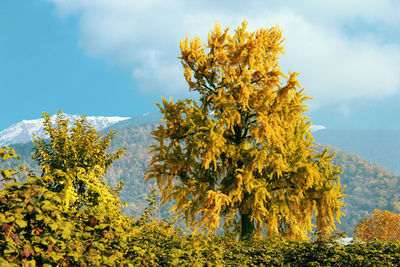 Yellow autumn tree against sky