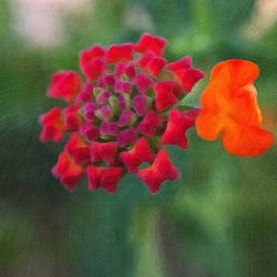 Close-up of red flowers blooming outdoors