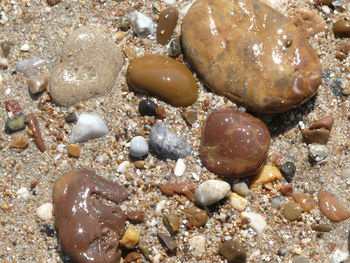 High angle view of shells on shore