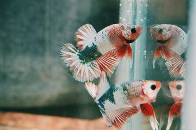 Close-up of fish swimming in sea