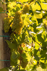 Close-up of grapes growing on plant