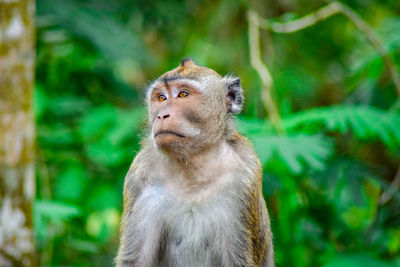 Portrait of monkey looking away in forest