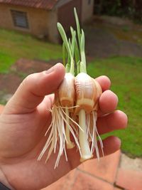 Close-up of hand holding plant