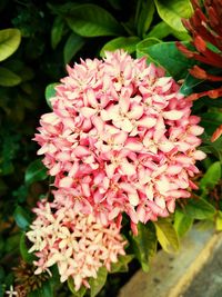 Close-up of pink flowers