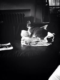 Close-up of cat sitting on table