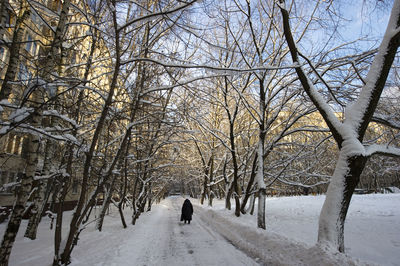 Bare trees on footpath