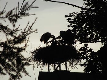 Low angle view of silhouette bird perching on tree against sky