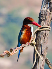 Close-up of bird perching on tree