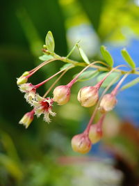 Close-up of flowering plant against blurred background