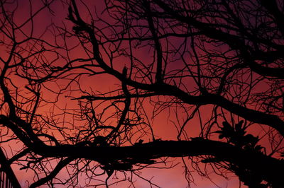 Silhouette bare tree against sky at sunset