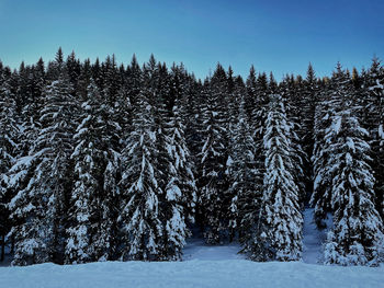 Trees on snow covered landscape against sky