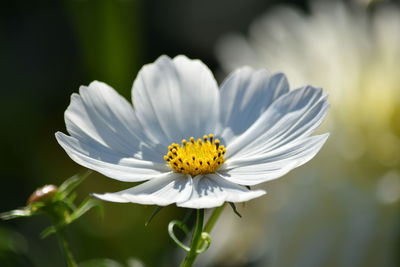 Close-up of white flower