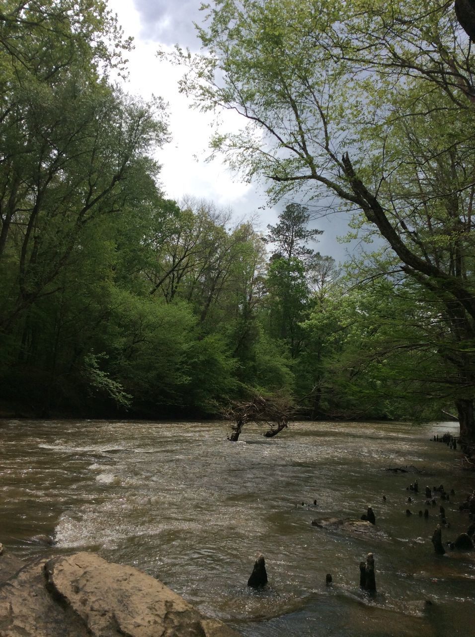 DUCKS SWIMMING IN RIVER BY TREES AGAINST SKY