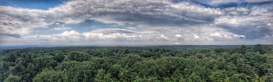 Scenic view of forest against sky