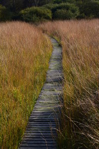 Narrow pathway along plants