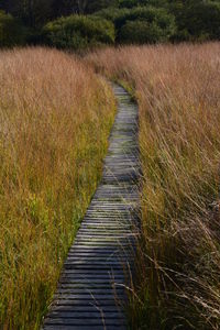 Narrow pathway along plants