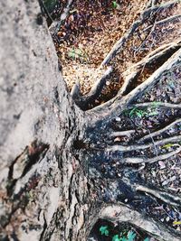 Full frame shot of tree trunk