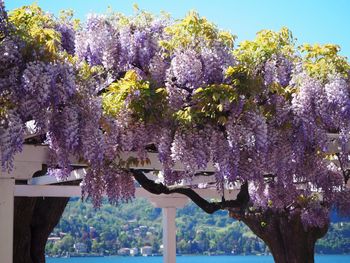 Flowers blooming on tree against sky