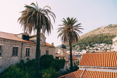 Palm trees and buildings against sky