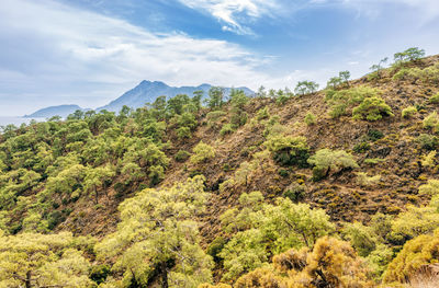 Plants growing on land against sky