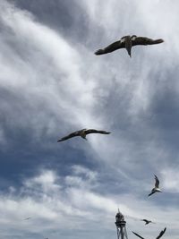 Low angle view of seagulls flying in sky