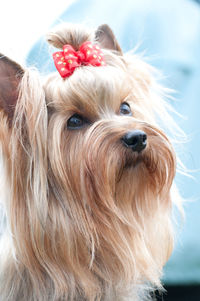 Close-up portrait of a dog