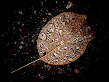 Close-up of raindrops on leaf