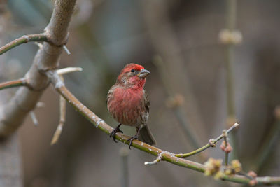 Close-up of bird perching on branch