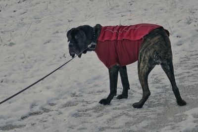Dog on snow covered sand