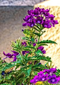 Close-up of purple flowers