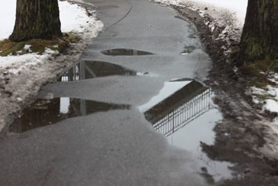 Reflection of trees in puddle