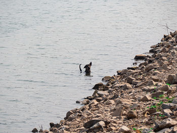 View of birds on rock by sea