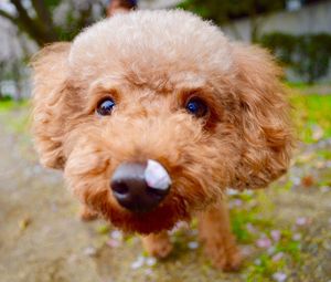 Close-up portrait of poodle on field