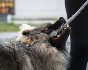 Portrait of male wolfspitz breed dog biting leash