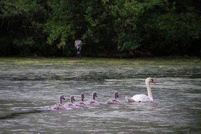 Swans swimming in lake