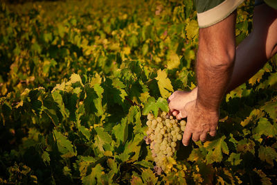 Midsection of woman amidst plants growing on field