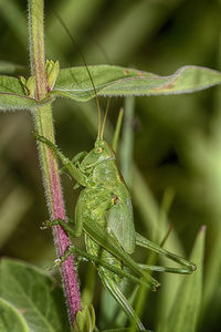 Close-up of insect on plant