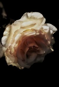 Close-up of white rose against black background