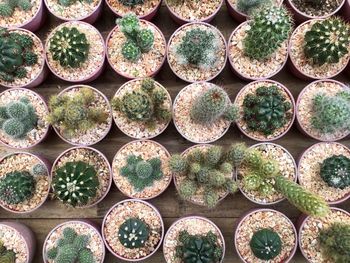 Full frame shot of succulent plants