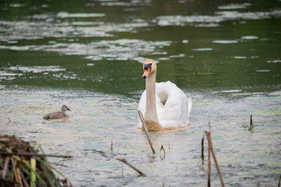 High angle view of birds in lake