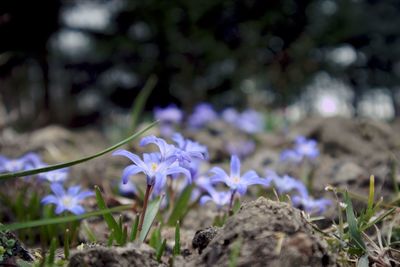 Close-up of purple crocus flowers on field