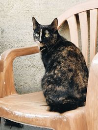 Portrait of black cat sitting on seat