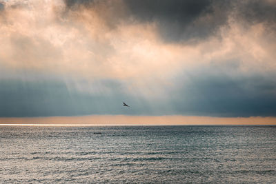 Birds flying over sea against sky