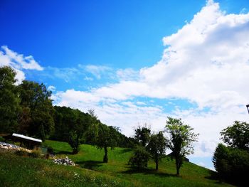 Trees on field against sky