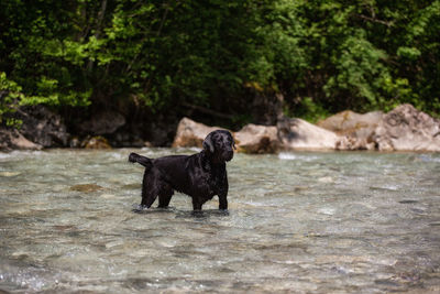 Black dog on a land