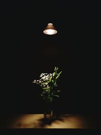 Illuminated lamp light falling on plant in darkroom