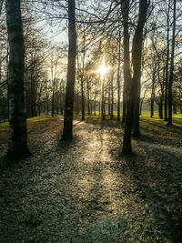 Sunlight streaming through trees in forest