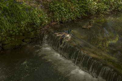 Reflection of trees in water