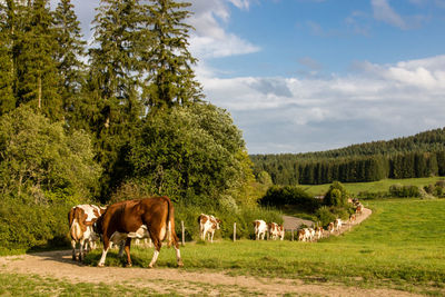 Cows returning to the barn for milking