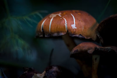 Close-up of mushroom growing in plant